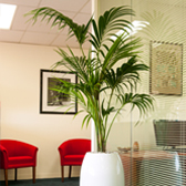 Office Plant Hire Melbourne